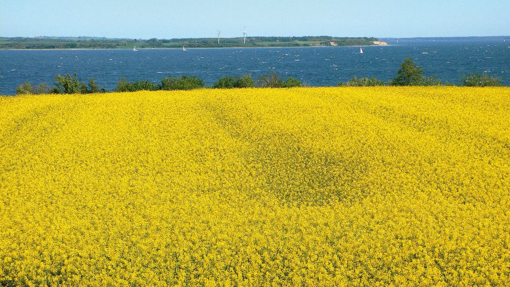 Familienferien an der Ostsee: Vor tiefblauem Küstenwasser liegt ein blühendes gelbes Rapsfeld.