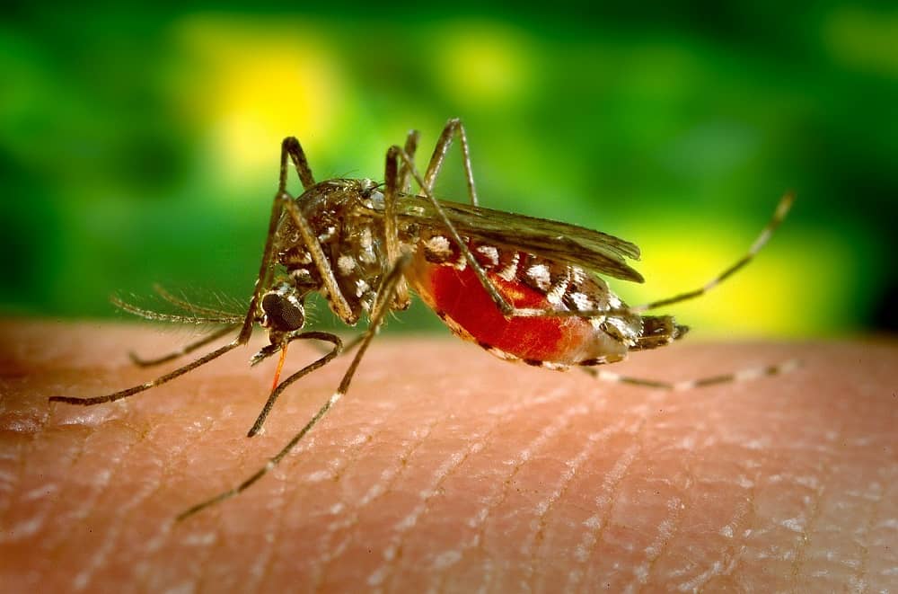 Mosquito auf der Haut (risikoreiche Reiseländer)